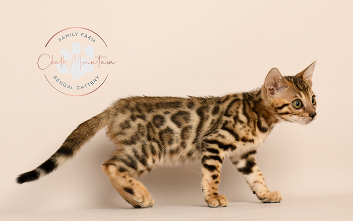 Bengal kitten for sale